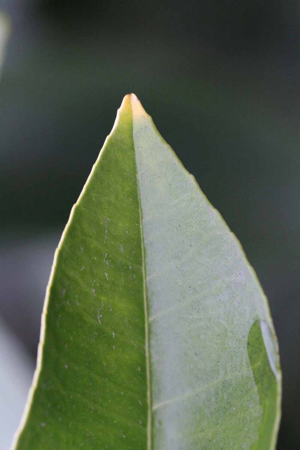            Margin (Moanalua, Riverside, CA)   